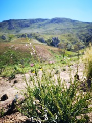 Freylinia longiflora