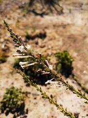 Freylinia longiflora
