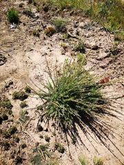 Freylinia longiflora