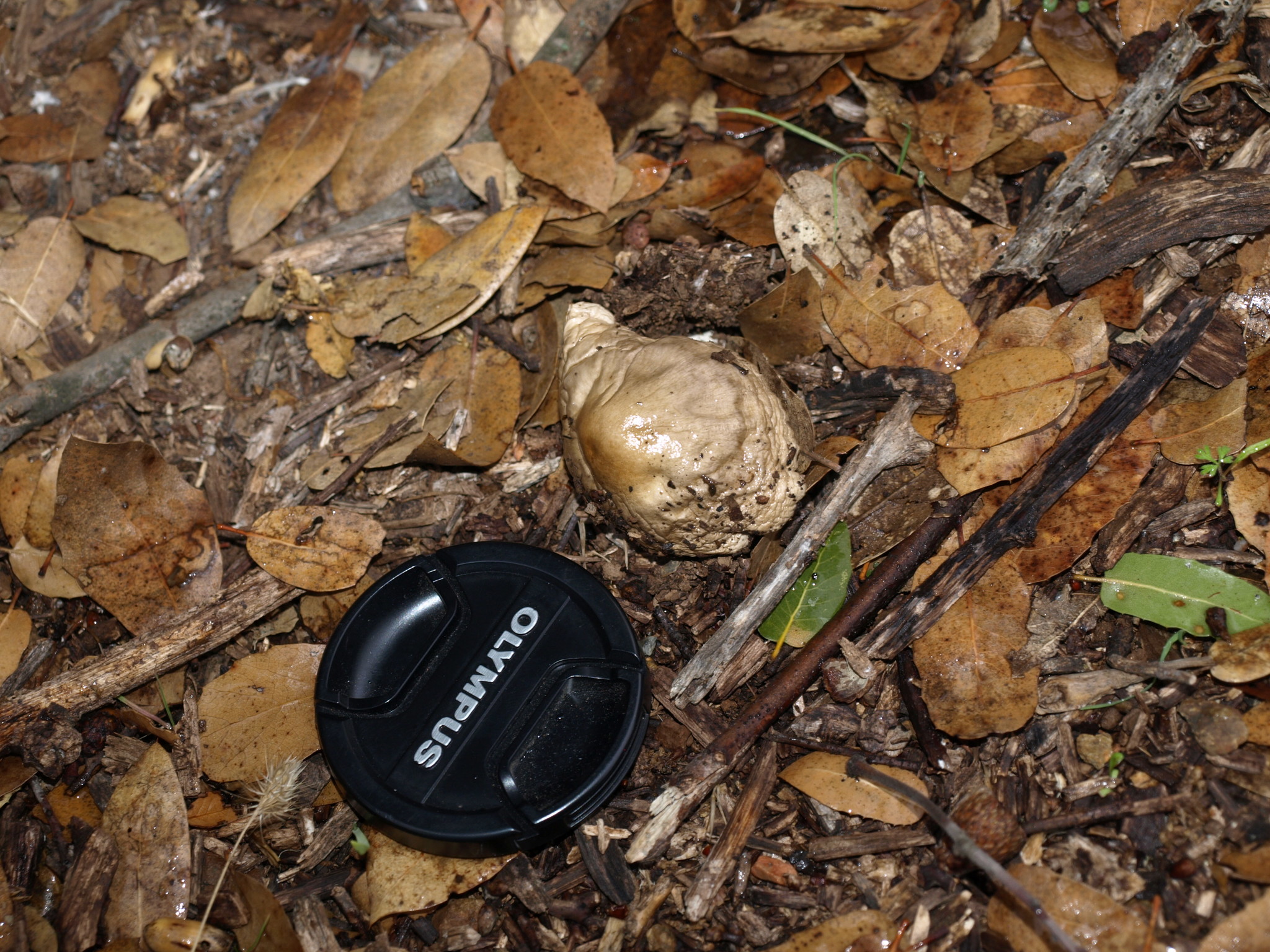 Volvariella gloiocephala image