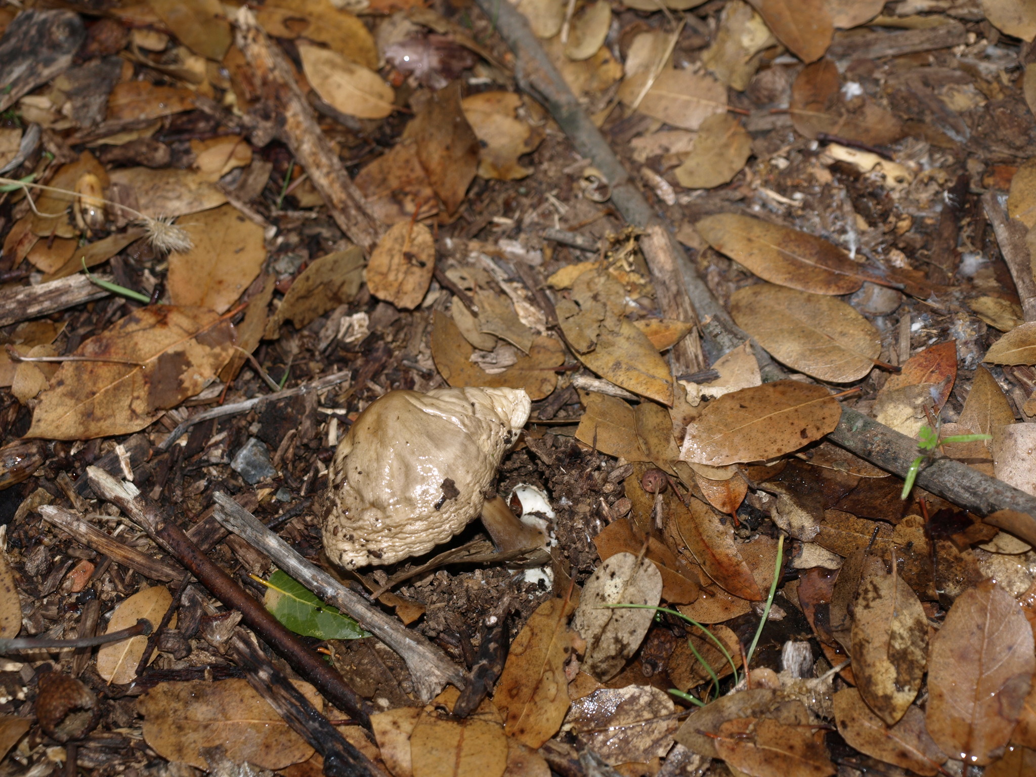 Volvariella gloiocephala image