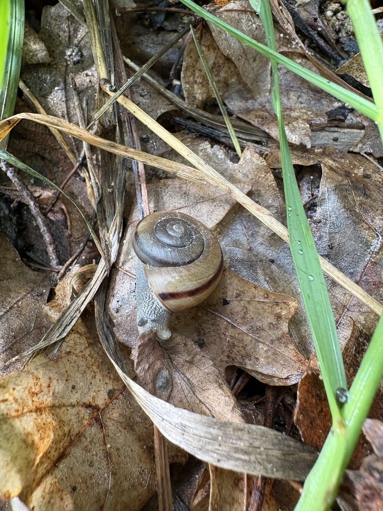 Pinaleno talussnail