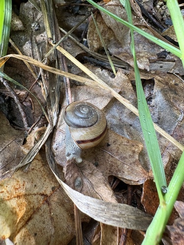 Pinaleno talussnail