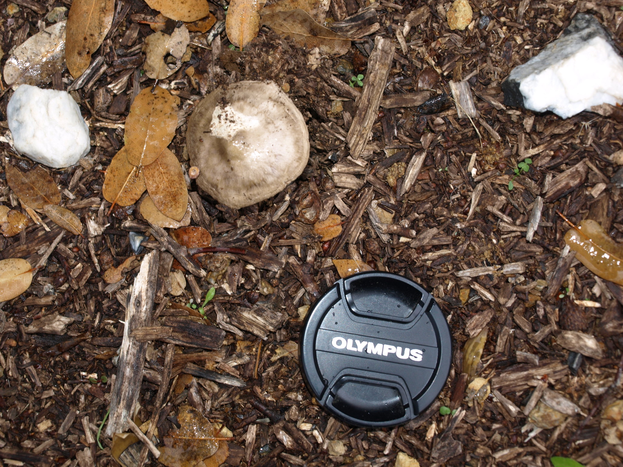 Volvariella gloiocephala image