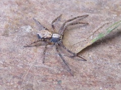 Philodromus aureolus