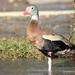 Northern Black-bellied Whistling-Duck - Photo (c) PARAG KOKANE, some rights reserved (CC BY-NC), uploaded by PARAG KOKANE