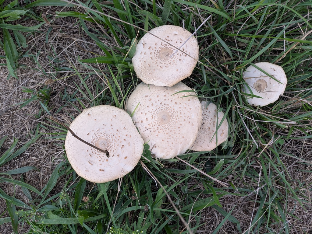 Chlorophyllum molybdites · August 2025 · photo: © timur_kalininsky (iNaturalist, cc-by)