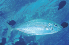 Craterognathus plagiotaenia