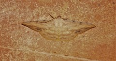 Luxiaria amasa