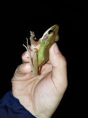 Chalcorana megalonesa