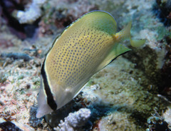 Chaetodon citrinellus