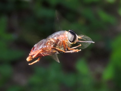 Pangoniinae