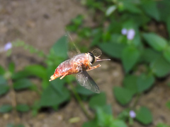 Pangoniinae