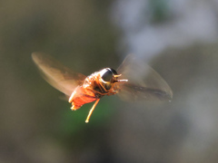 Pangoniinae