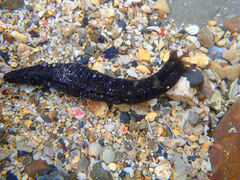 Polycheira rufescens