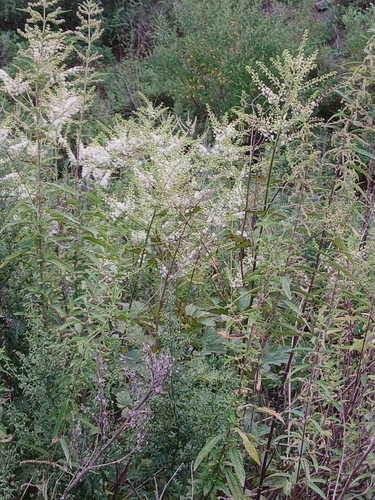 Actaea dahurica, photograph 6