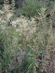 Actaea dahurica, photograph (c) Дмитрий Дунин, some rights reserved (CC BY)