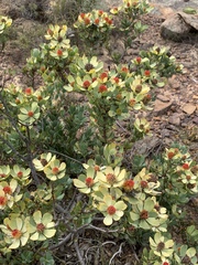 Leucadendron discolor