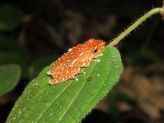 Nyctixalus pictus