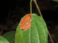 Nyctixalus pictus