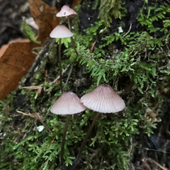Mycena bulliformis