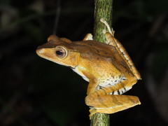 Polypedates otilophus