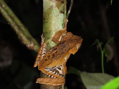 Polypedates otilophus