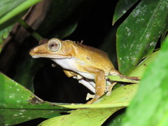 Polypedates otilophus