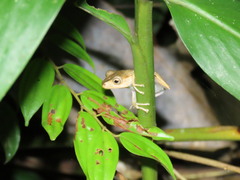 Polypedates otilophus