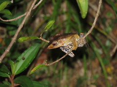 Polypedates otilophus