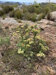 Leucadendron discolor