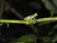 Zhangixalus dulitensis