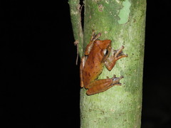 Leptomantis harrissoni