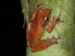 Leptomantis harrissoni