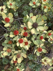 Leucadendron discolor