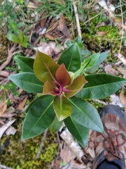 Myrsine lessertiana