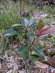 Myrsine lessertiana