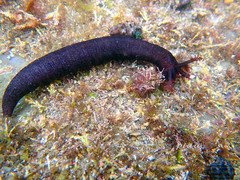 Polycheira rufescens