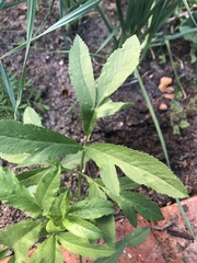 Ammi majus glaucifolium