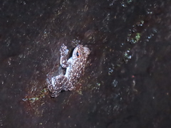 Staurois latopalmatus