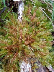 Rhizogoniaceae