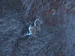 Staurois latopalmatus