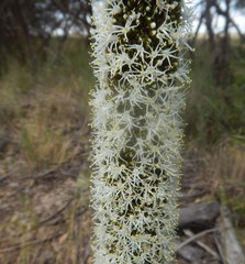 Xanthorrhoea caespitosa