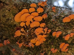 Favolaschia calocera