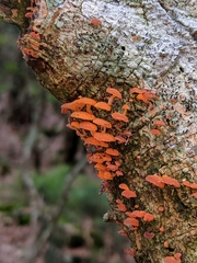 Favolaschia calocera