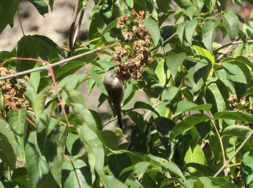 Sooty Bushtit (Aegithalos fuliginosus), photo 8