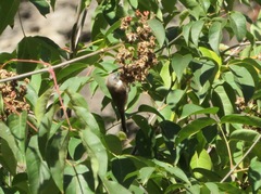 Aegithalos fuliginosus