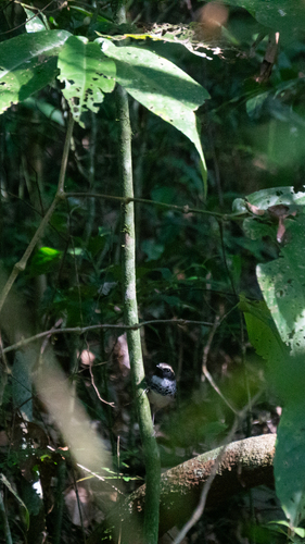 White-bibbed Antbird (Myrmoderus loricatus), photo 4
