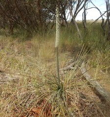 Xanthorrhoea caespitosa