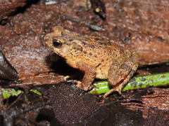 Ingerophrynus divergens